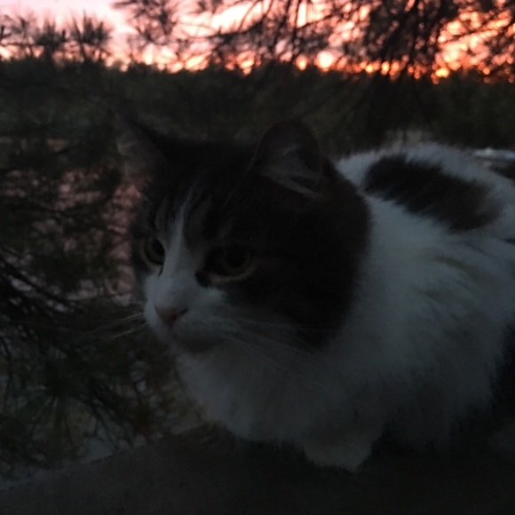 Meet your Posher, Taylor - Picture 1 of 1